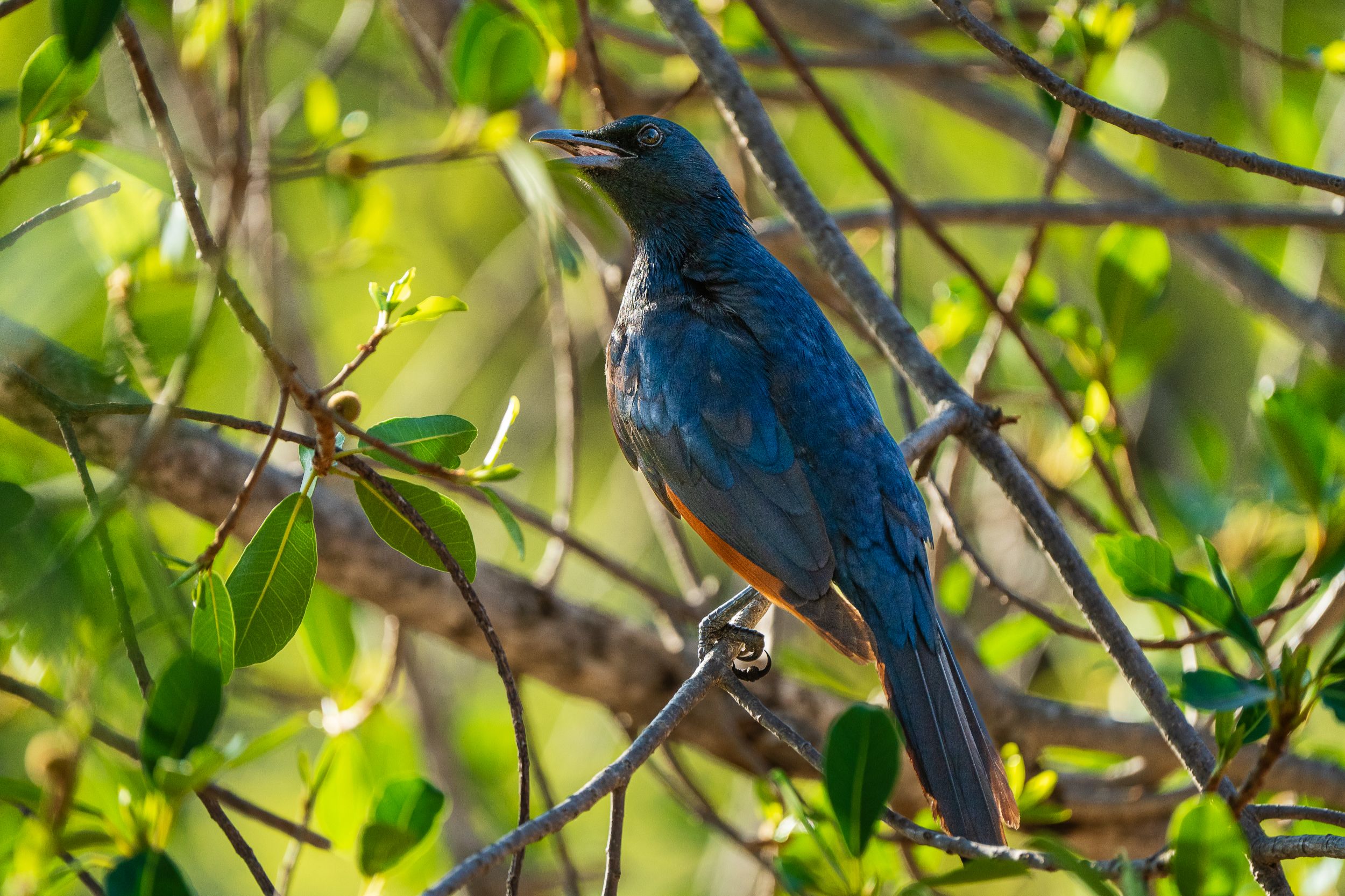 20231005 163127 Fotobuch Südafrika 04718